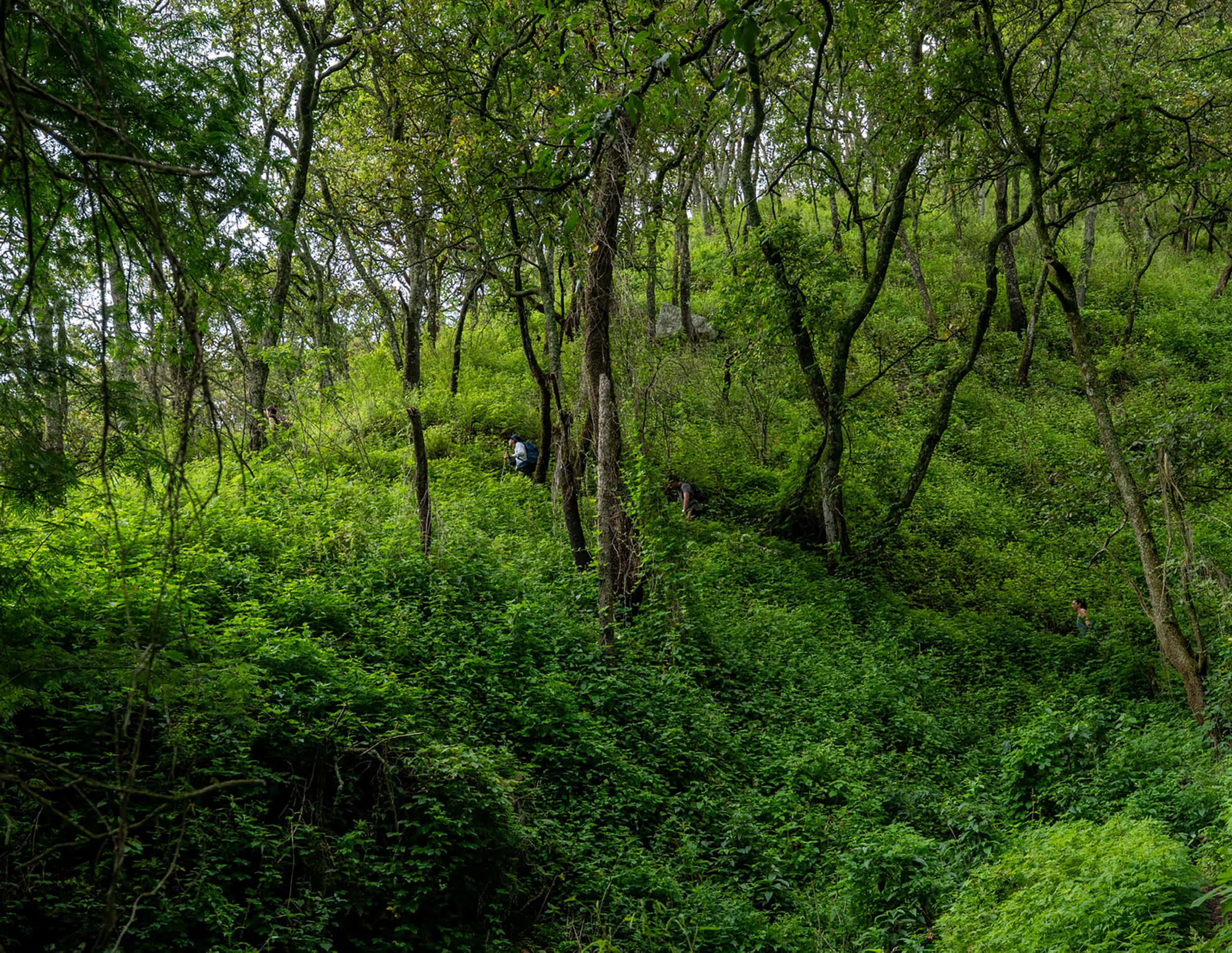 Sendero El Caracól — Chapala, Jalisco