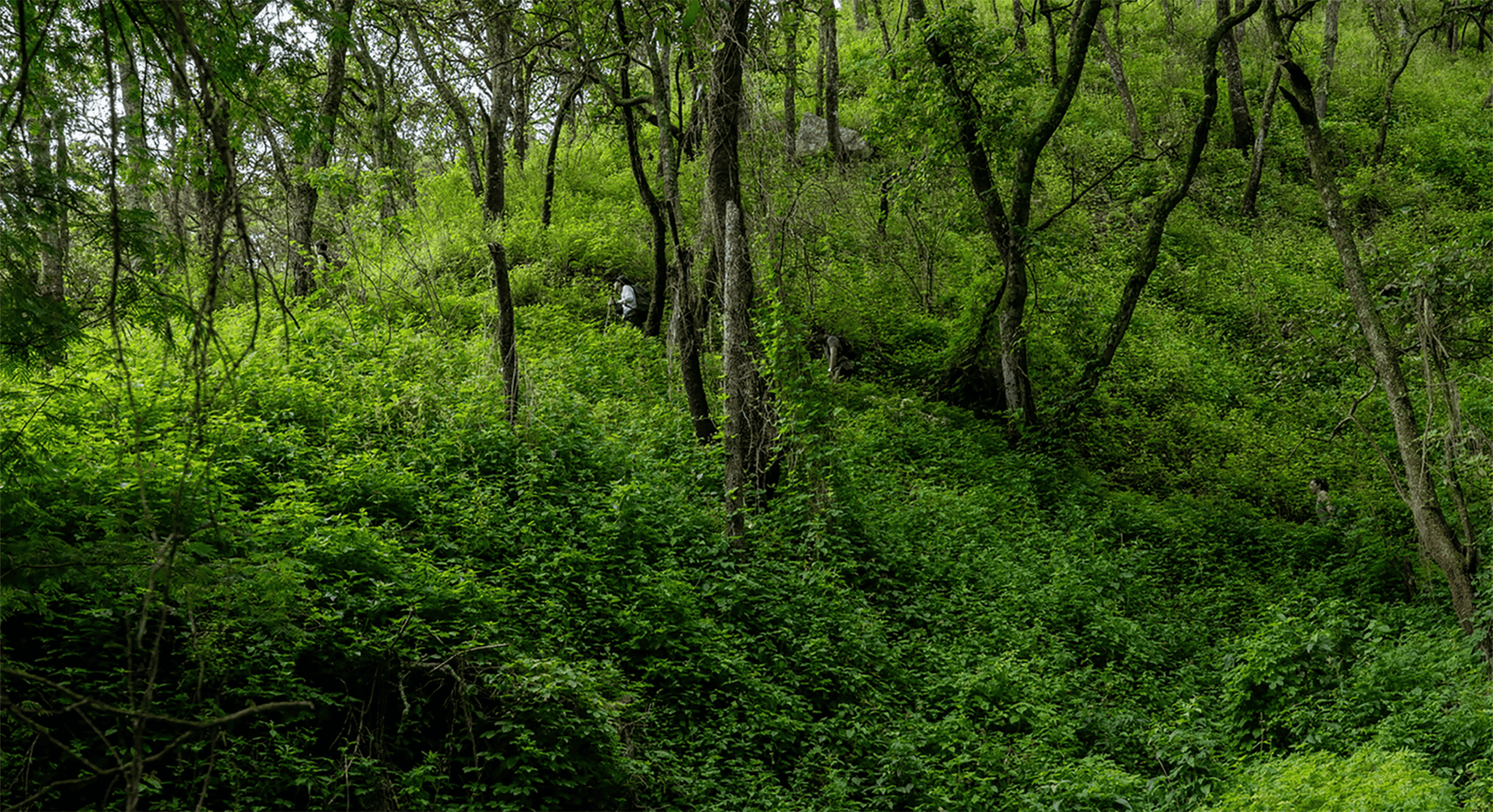 Sendero el Caracol — Jalisco
