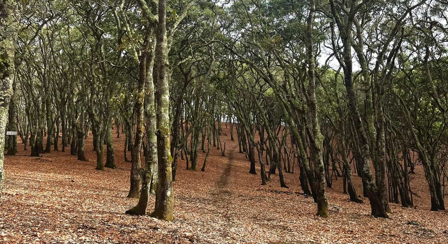 Mesa del Ocote — Senderos y Caminos de México